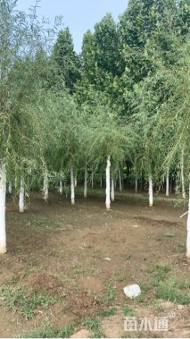 10公分金丝垂柳