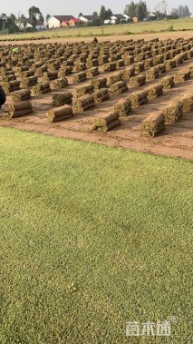 草卷状百慕大草