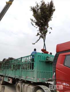 7公分紫叶加拿大紫荆