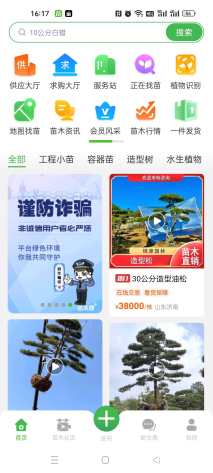 50公分罗汉松
