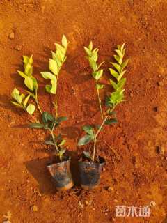 高度25厘米金森女贞