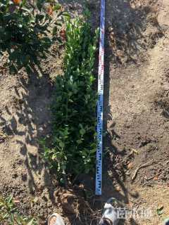高度150厘米北海道黄杨