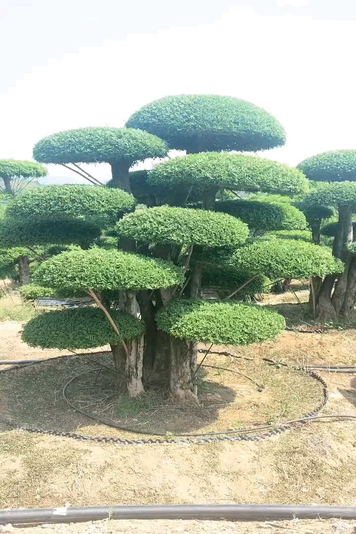 130公分造型对节白蜡