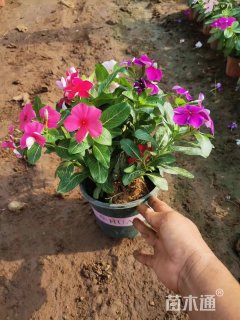 高度10厘米长春花