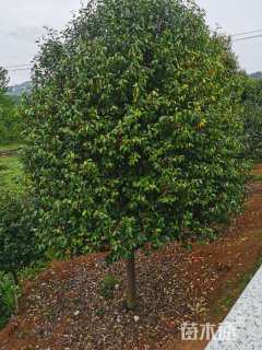 高度400厘米紫花含笑