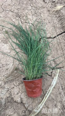 高度30厘米粉黛乱子草