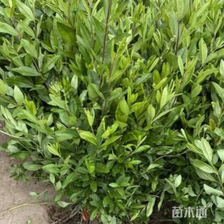 高度40厘米水蜡