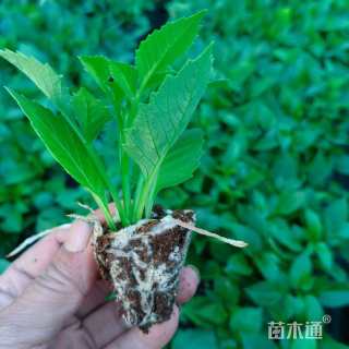 高度10厘米小丽花