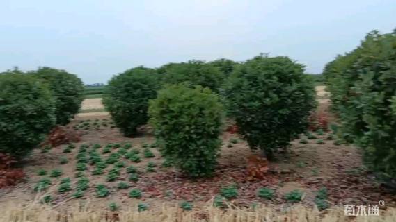 冠幅150厘米红叶石楠球