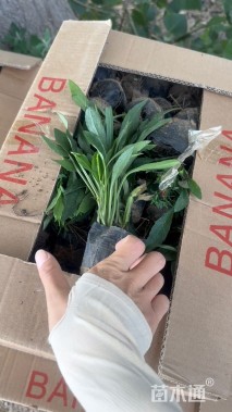 高度15厘米紫苑