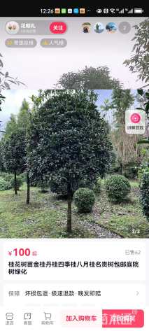 15公分桂花