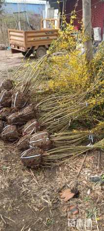 高度120厘米连翘