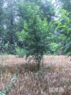 高度2000厘米黄桃