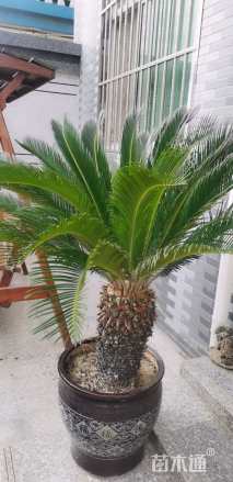 裸干高30厘米铁树