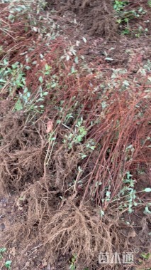 高度50厘米金丝桃