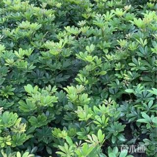 高度35厘米鸭脚木