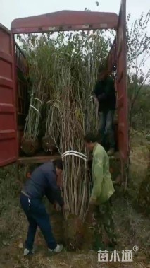 高度480厘米丛生紫荆