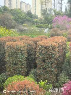 高度180厘米红叶石楠柱