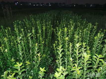 高度80厘米大叶黄杨