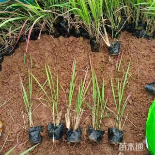 高度50厘米血草