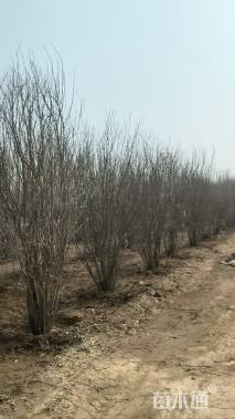 高度300厘米丛生石榴