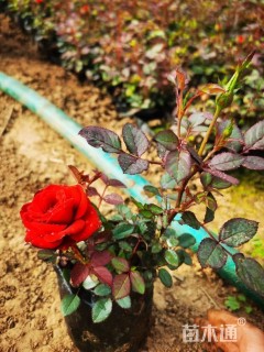 高度30厘米月季