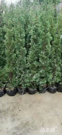 高度150厘米塔柏