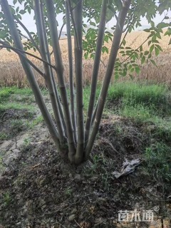 高度700厘米丛生白蜡