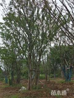50公分丛生朴树