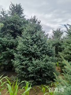 高度400厘米青海云杉