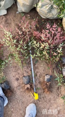 高度40厘米红天竹