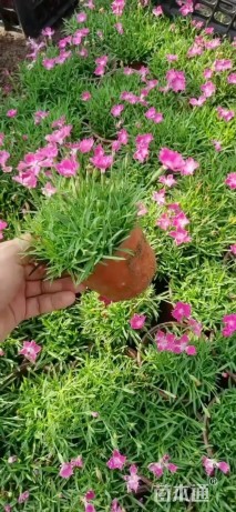 高度20厘米欧石竹