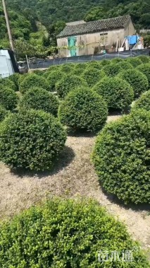 冠幅120厘米龟甲冬青球