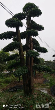 20公分造型小叶女贞