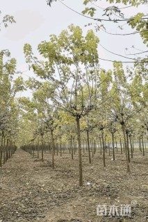 12公分金叶复叶槭