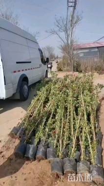 180厘米藤本月季