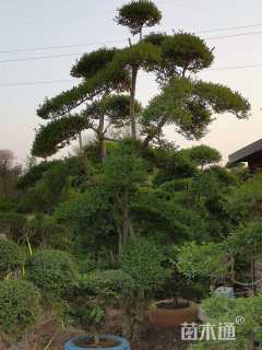 高度310厘米小叶女贞