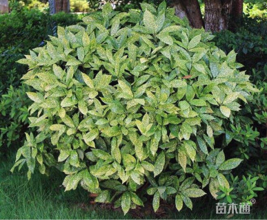 洒金珊瑚