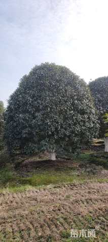 20公分桂花