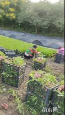 高度15厘米金鸡菊