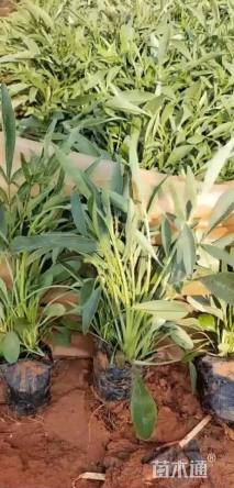高度25厘米大花金鸡菊