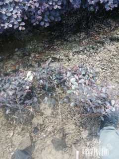 高度20厘米红花继木