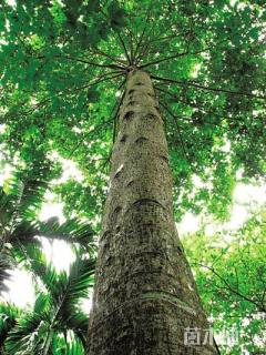 30公分金丝楠木