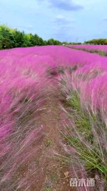 粉黛乱子草种子