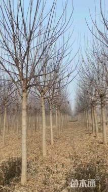 10公分金叶糖槭