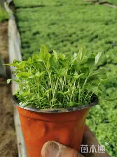 高度15厘米千屈菜
