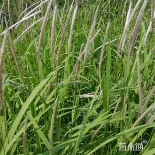 高度50厘米白茅