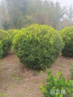 冠幅80厘米瓜子黄杨球