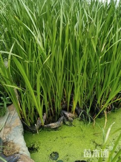 高度40厘米水菖蒲