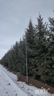 高度500厘米云杉
